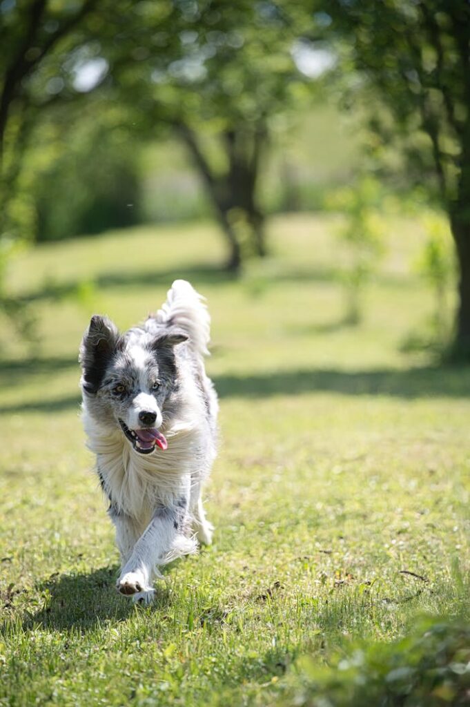 Excited Border Collie playing outside in a lush green park on a sunny day, capturing joyful canine energy.