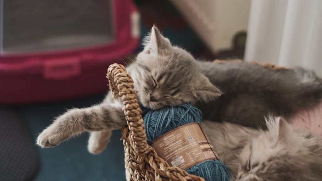 Adorable kittens peacefully sleeping in a basket with blue yarn indoors.