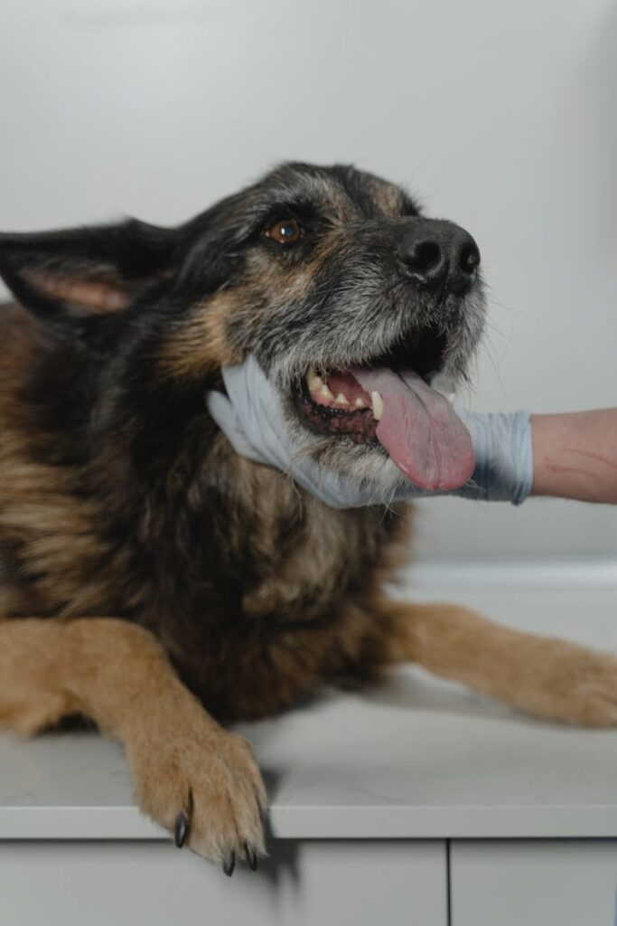 consulta-veterinaria-domicilio-cao-senior Consulta veterinária de ambulatório a um cão sénior, focada na avaliação biológica e estruturação de estratégias de nutrição funcional veterinária.