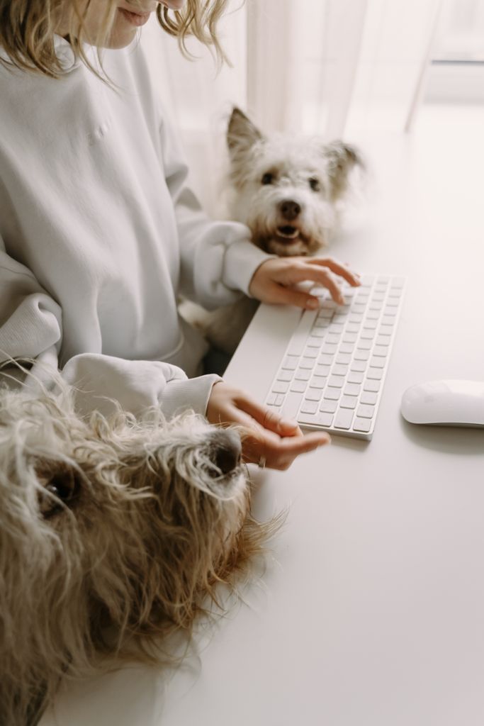 consulta-nutricao-funcional-veterinaria-online Tutora a trabalhar no computador com os seus cães em ambiente doméstico durante uma consulta de nutrição funcional veterinária online.